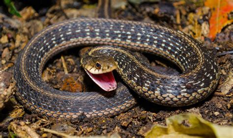 how to identify garter snakes.